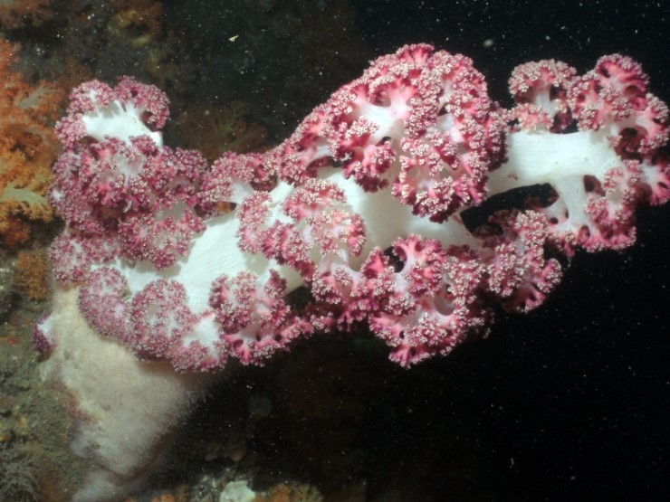 Fun Diving - Jeju island, South Korea - Moon Island