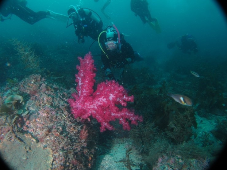 Fun Diving - Jeju island, South Korea - Moon Island