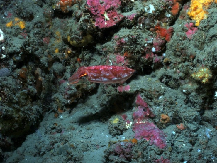 Fun Diving - Jeju island, South Korea - Moon Island