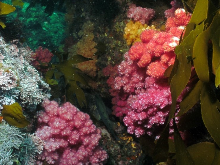 Fun Diving - Jeju island, South Korea - Moon Island