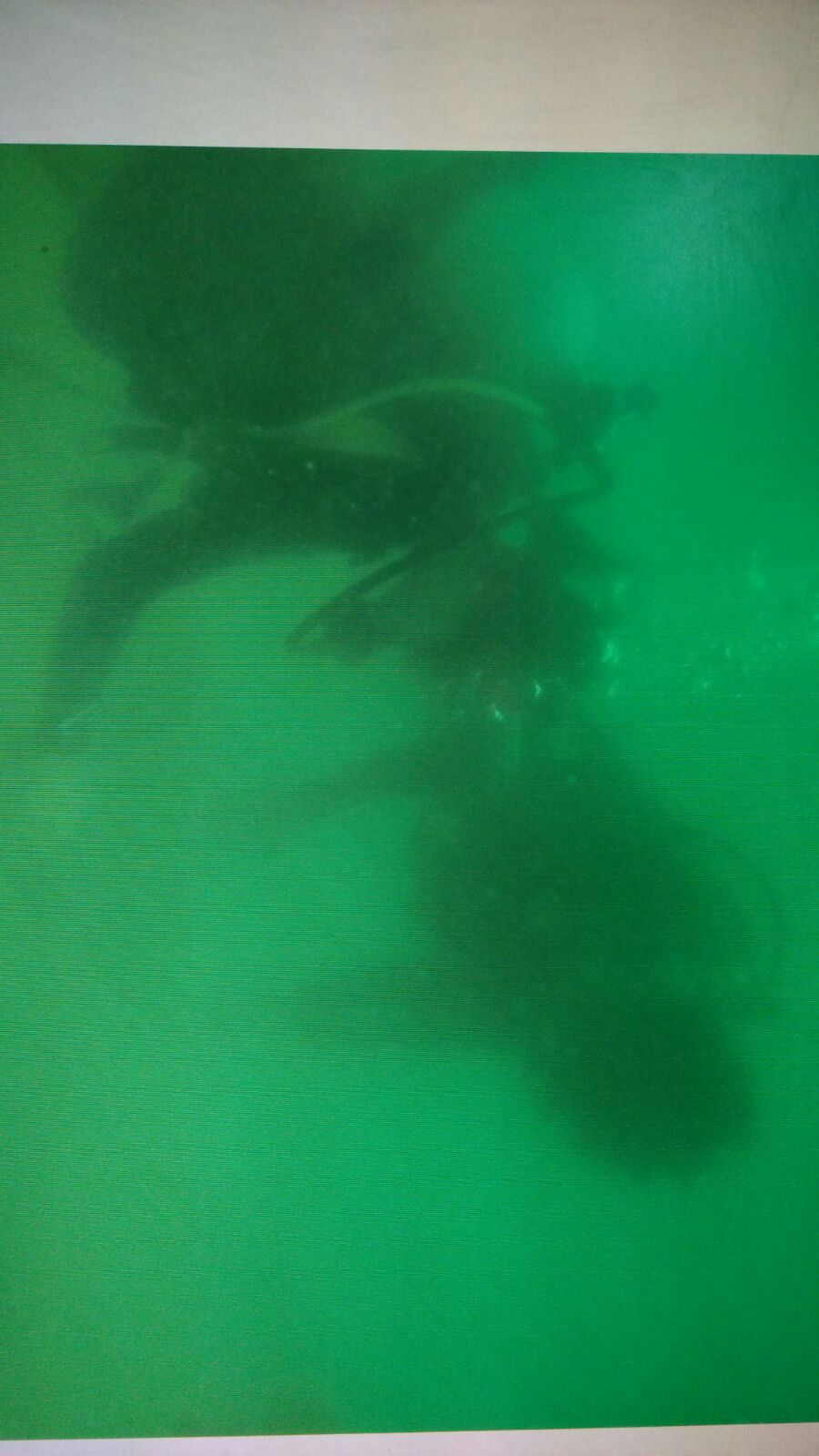 Open Water training - 香港白臘