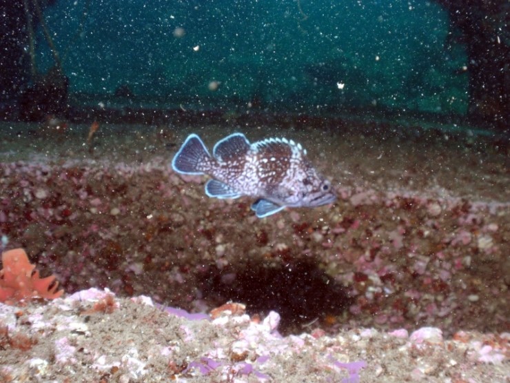 펀다이빙 - 강원도 양양 38마린리조트 - 모자반