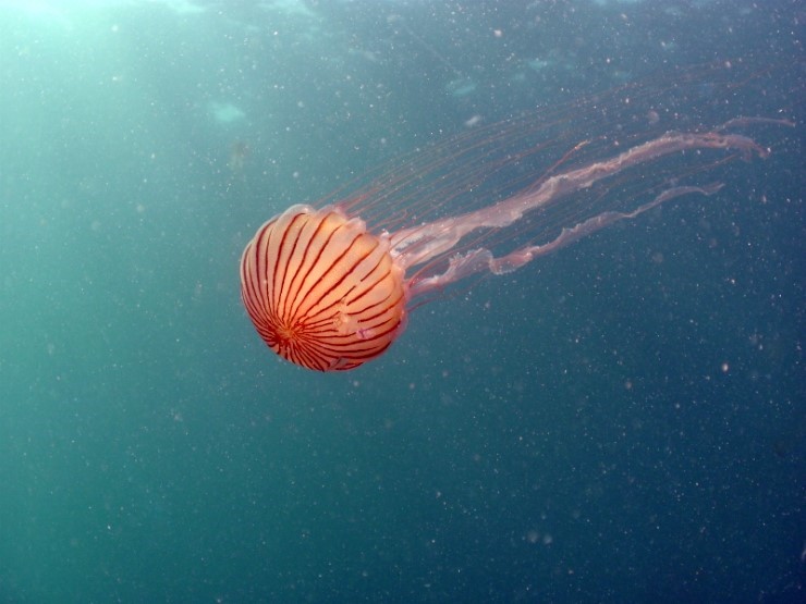 펀다이빙 - 강원도 양양 38마린리조트 - 모자반