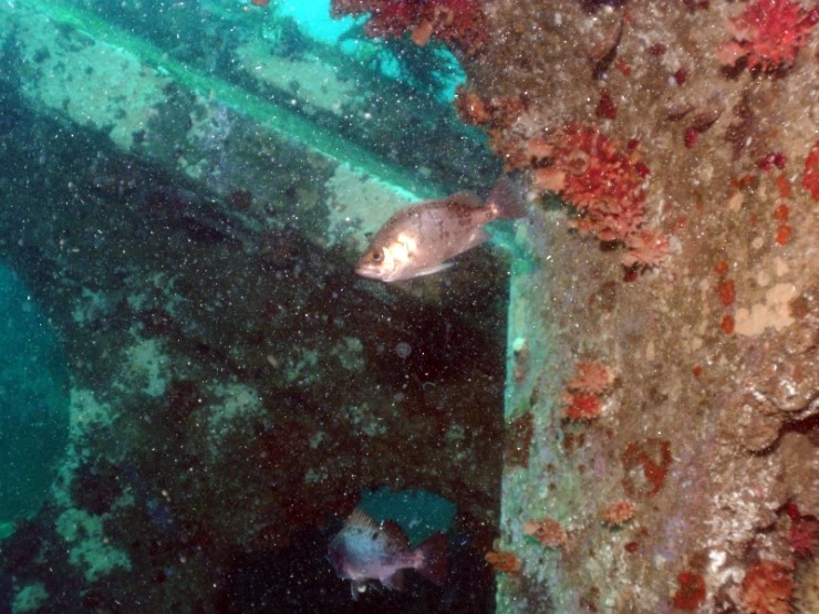 펀다이빙 - 강원도 양양 38마린리조트 - 모자반