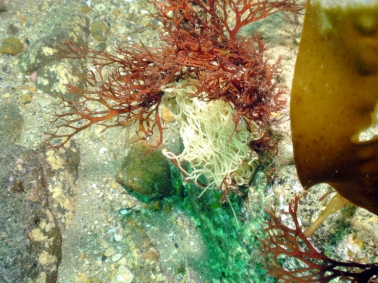 펀다이빙 - 강원도 양양 38마린리조트 - 모자반