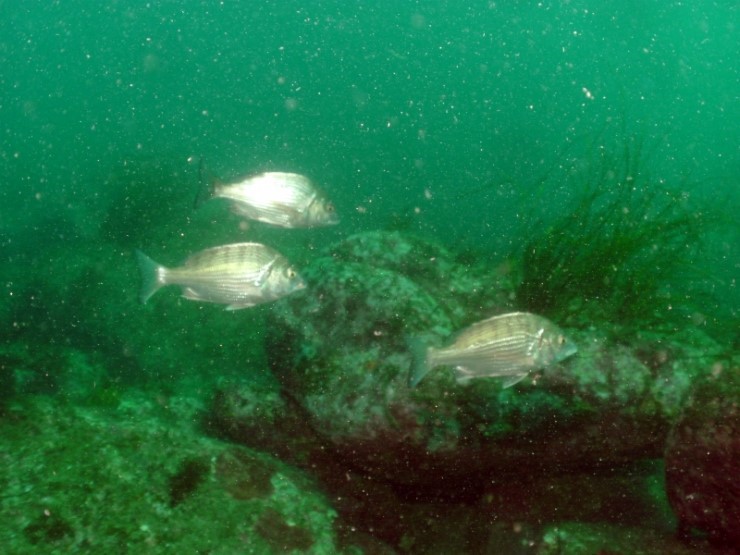 펀다이빙 - 강원도 양양 38마린리조트 - 모자반