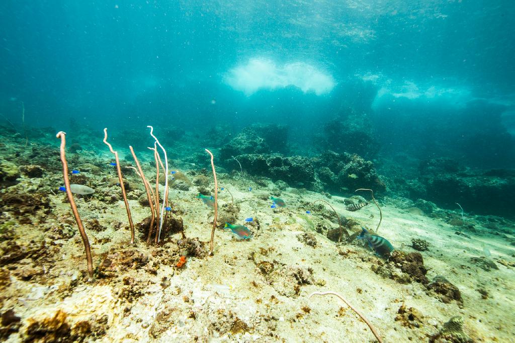 어류식별 - Phuket - Anemone Reef