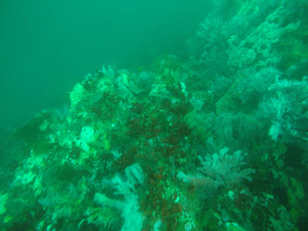FUN DIVING  - 속초 에코다이버스  - 문암 낙산대기