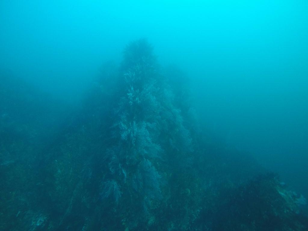 FUN DIVING  - 속초 에코다이버스  - 문암 낙산대기