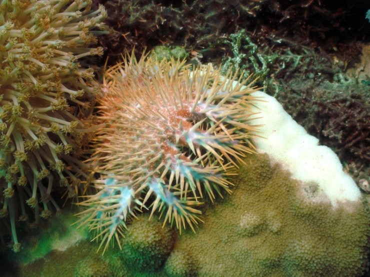 펀다이빙 - 필리핀 세부 씨홀스다이브 - 아구스(AGUS)