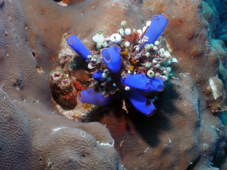 펀다이빙 - 필리핀 세부 씨홀스다이브 - 아구스(AGUS)