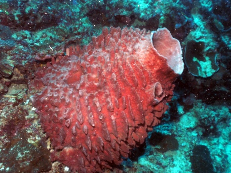 펀다이빙 - 필리핀 세부 씨홀스다이브 - 아구스(AGUS)