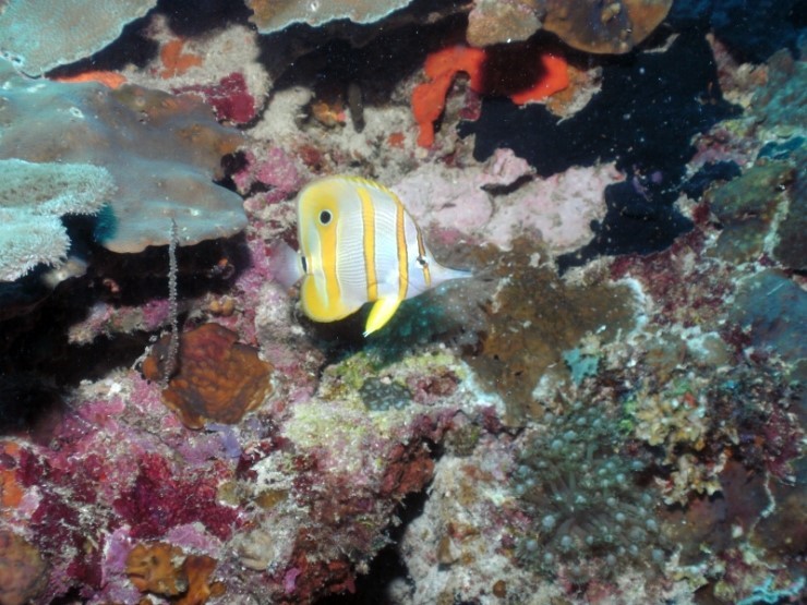 펀다이빙 - 필리핀 세부 씨홀스다이브 - 아구스(AGUS)