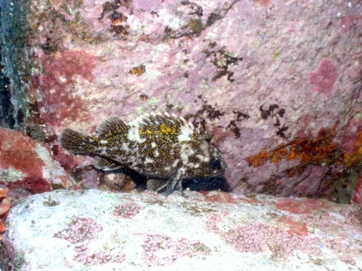 편다이빙 - 강원도 양양 38마린리조트 - 아취