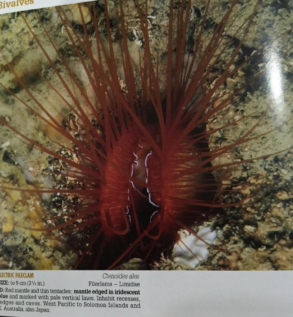 moalboal - Pescador Island