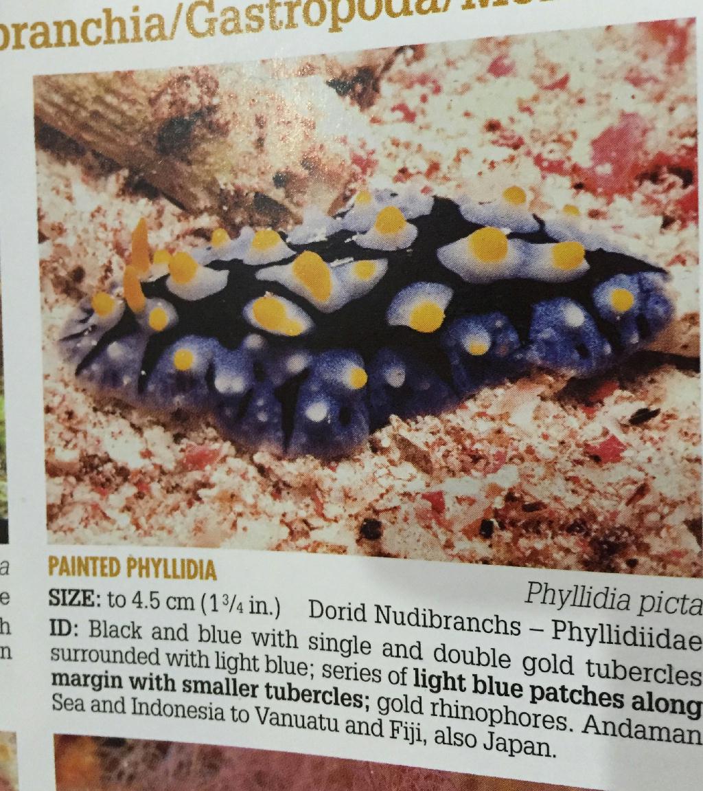 moalboal - Pescador Island