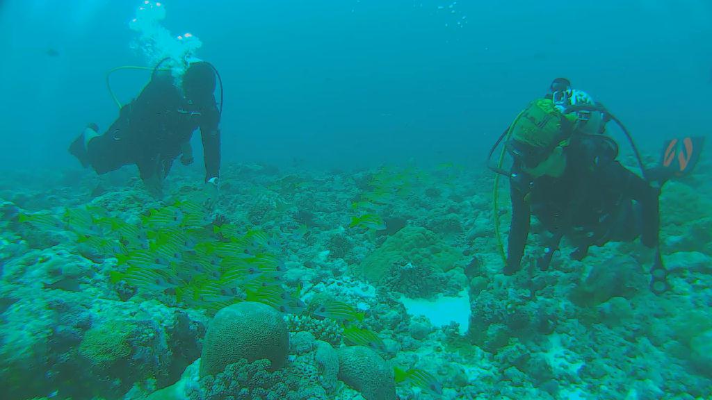 펀 다이빙 - 팔라우 - 우롱 아일랜드 근처