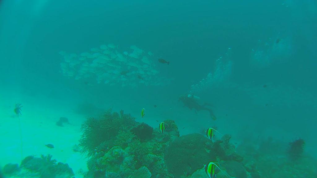 펀 다이빙 - 팔라우 - 저먼채널