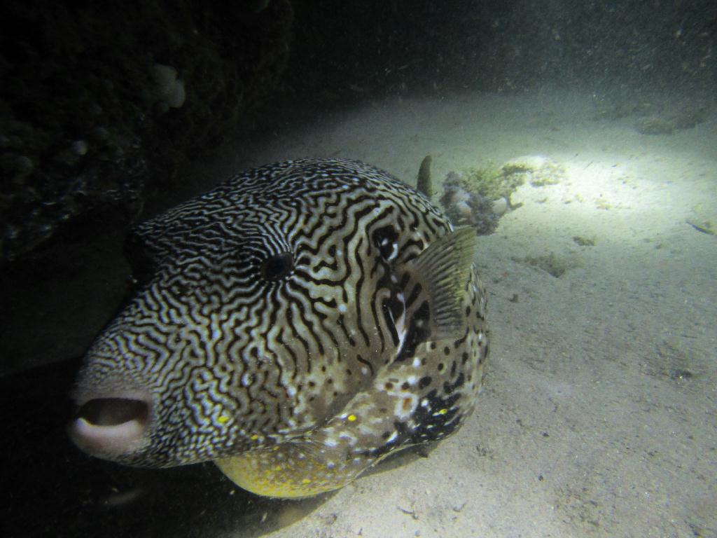 필리핀 사방 아우라리조트 - Sabang Wrecks