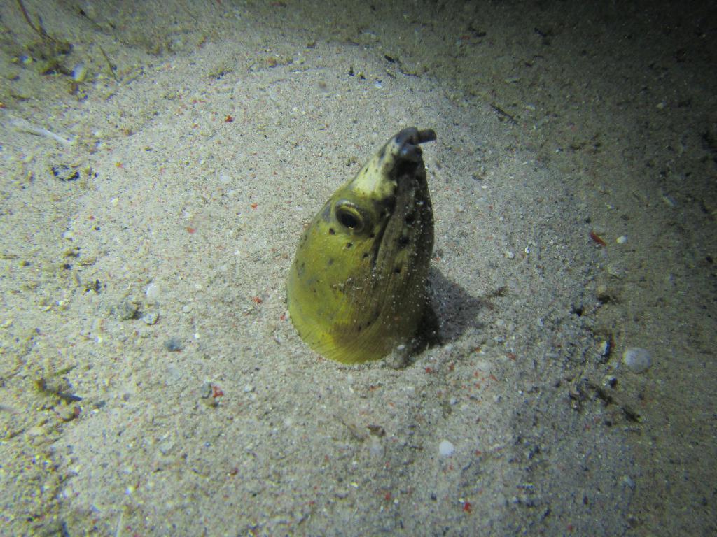 필리핀 사방 아우라리조트 - Sabang Wrecks