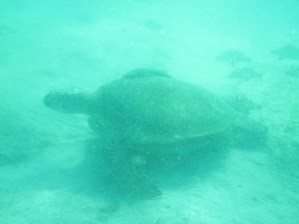 필리핀 사방 아우라리조트 - Sabang Bay