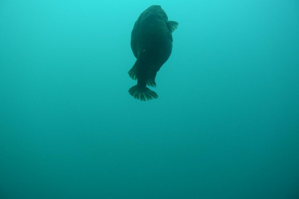 체크다이빙 - 고성 천진항 - 비치