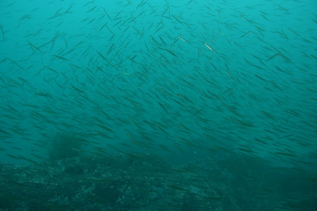 체크다이빙 - 고성 천진항 - 비치