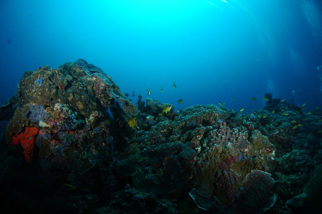 #FUN, #Coral, #Fish awareness  - *DUMAGUETE, PHL - Rock West@APO Island