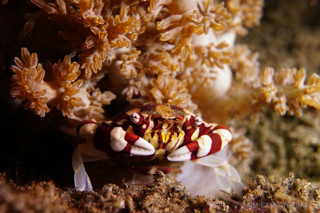 #FUN, #Night, #Fish awareness, #Muck - *DUMAGUETE, PHL - Dauin North@Dauin Beach