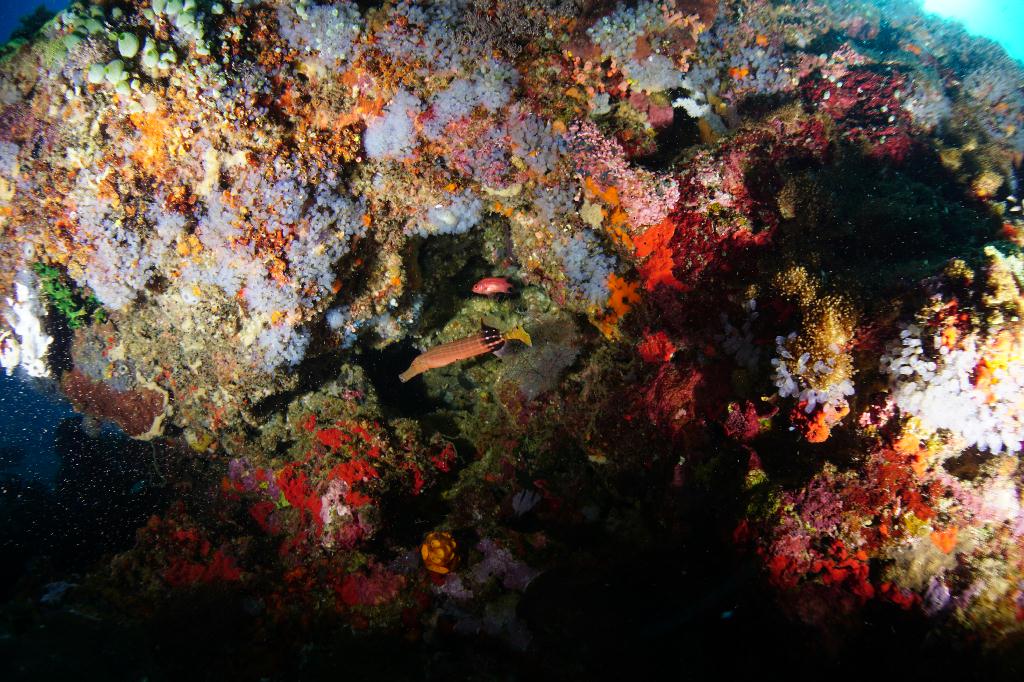 #FUN, #Coral, #Fish awareness  - *DUMAGUETE, PHL - Largahan@APO Island
