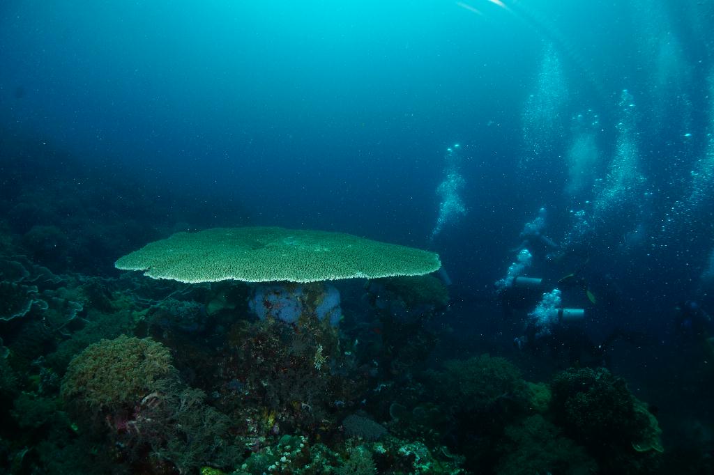 #FUN, #Coral, #Fish awareness  - *DUMAGUETE, PHL - Rock West@APO Island