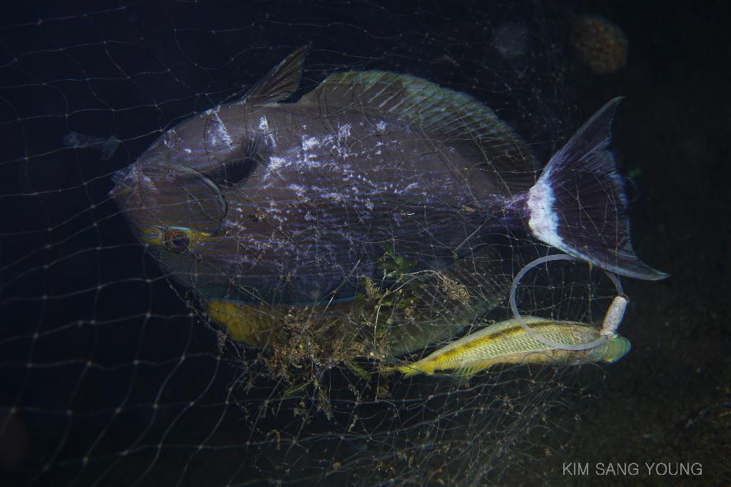 #FUN, #Night, #Fish awareness, #Muck - *DUMAGUETE, PHL - Dauin North@Dauin Beach