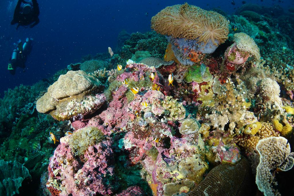 #FUN, #Coral, #Fish awareness  - *DUMAGUETE, PHL - Rock West@APO Island