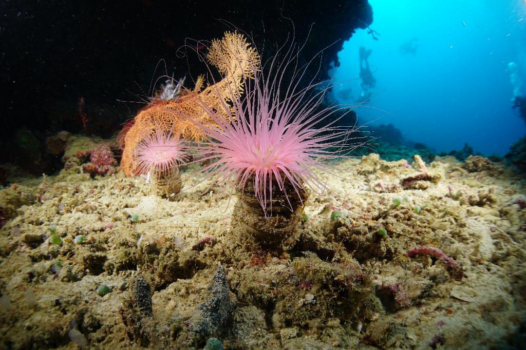 #FUN, #Coral, #Fish awareness  - *DUMAGUETE, PHL - Largahan@APO Island