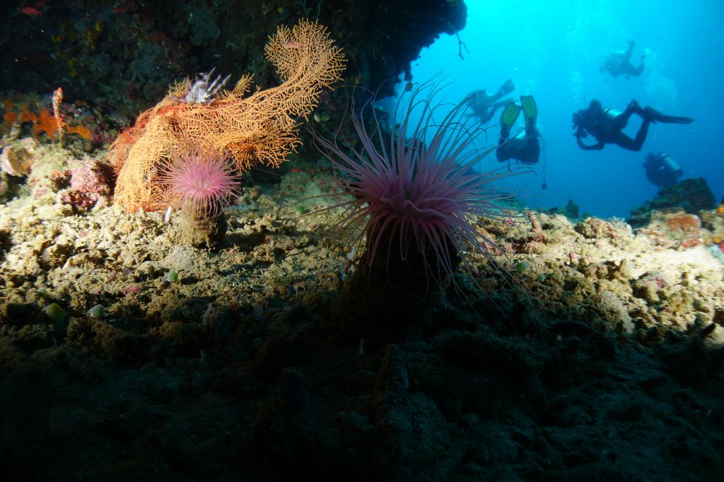 #FUN, #Coral, #Fish awareness  - *DUMAGUETE, PHL - Largahan@APO Island