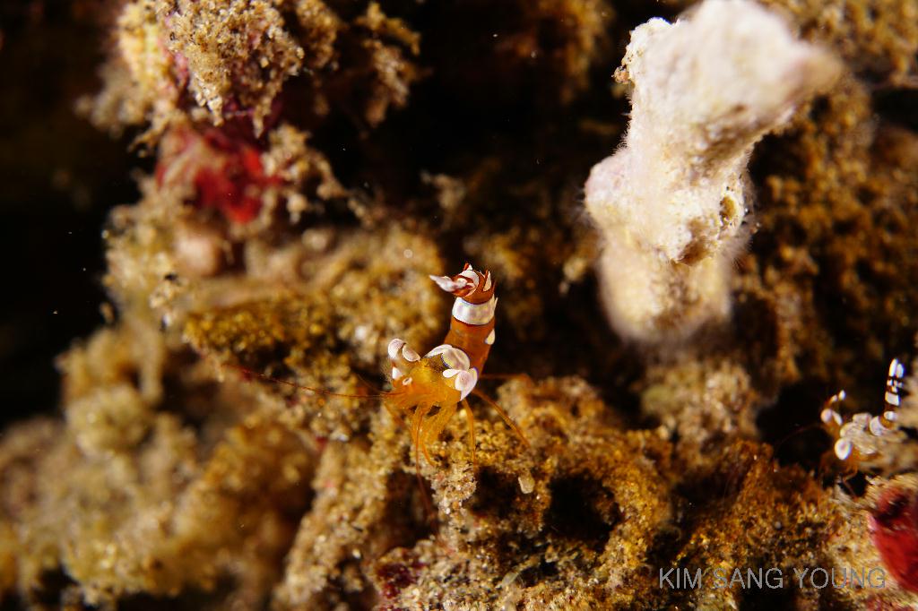 #FUN, #Coral, #Fish awareness, #Muck - *DUMAGUETE, PHL - Masaplod Sanctuary@Dauin Beach