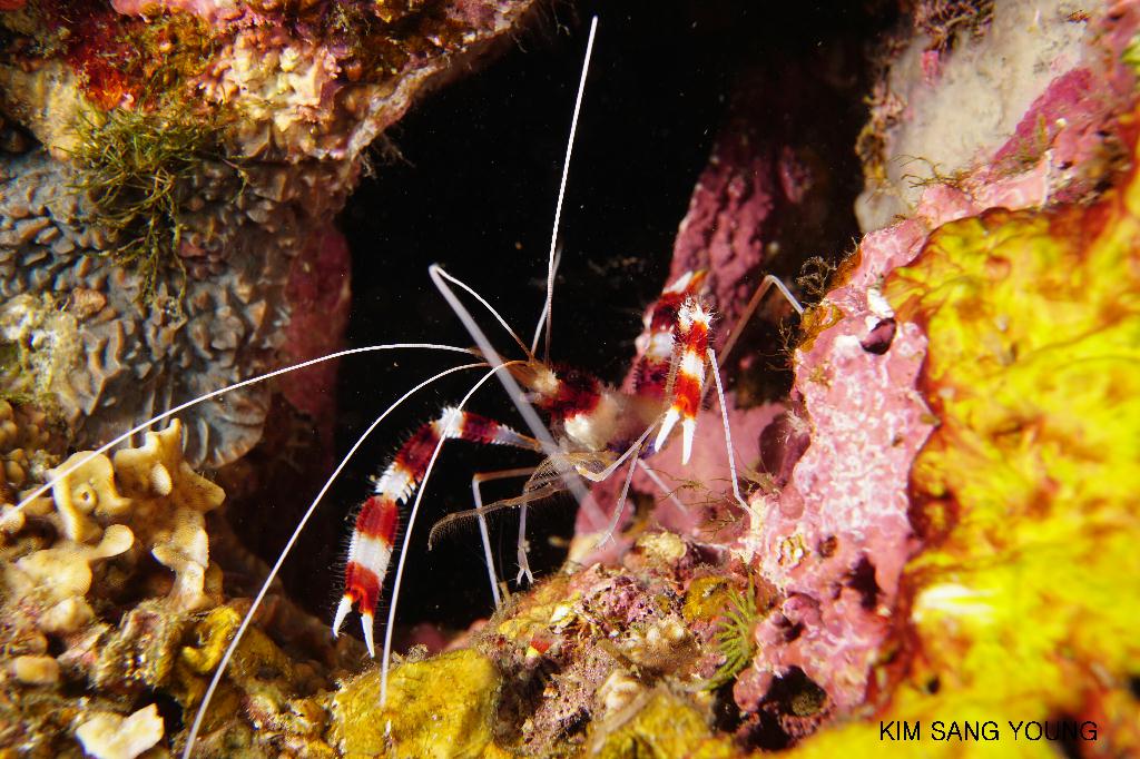 #FUN, #Coral, #Fish awareness, #Muck - *DUMAGUETE, PHL - Dauin North@Dauin Beach