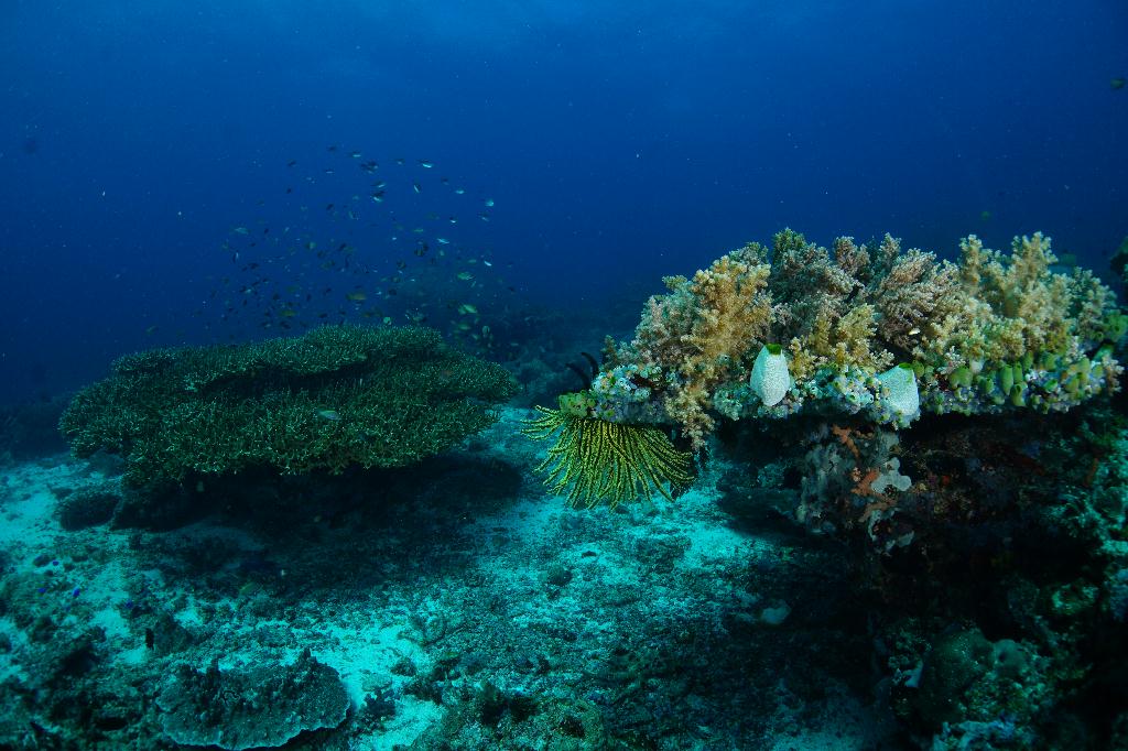 #FUN, #Coral, #Fish awareness  - *DUMAGUETE, PHL - Rock West@APO Island