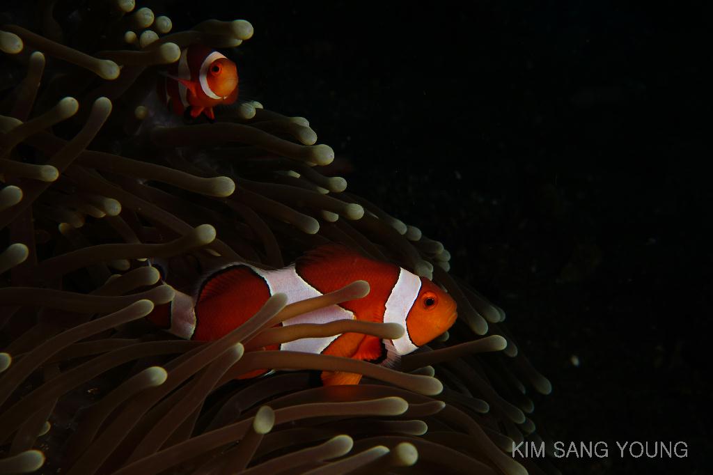 #FUN, #Coral, #Fish awareness, #Muck - *DUMAGUETE, PHL - Masaplod Sanctuary@Dauin Beach