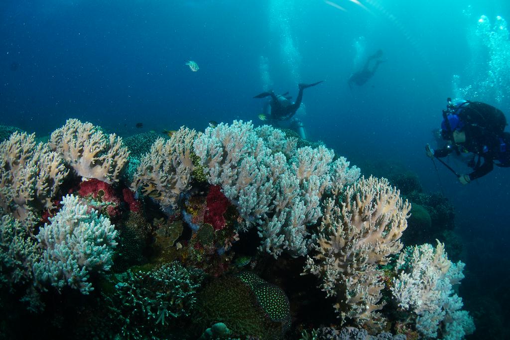 #FUN, #Coral, #Fish awareness  - *DUMAGUETE, PHL - Rock West@APO Island