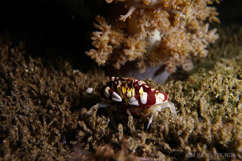 #FUN, #Night, #Fish awareness, #Muck - *DUMAGUETE, PHL - Dauin North@Dauin Beach