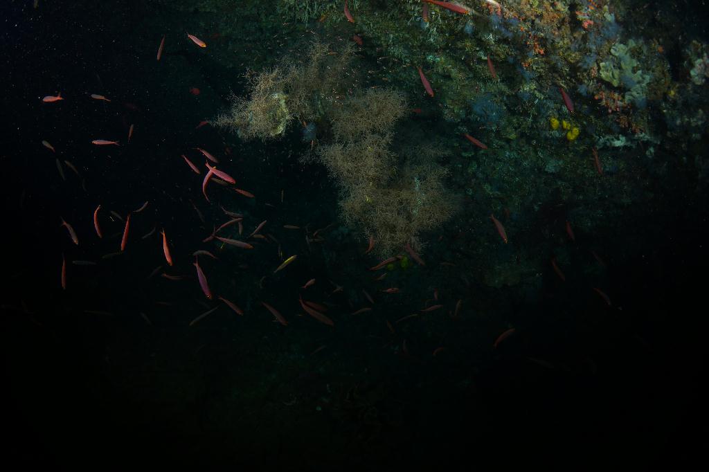 #FUN, #Coral, #Fish awareness  - *DUMAGUETE, PHL - Chapel@APO Island