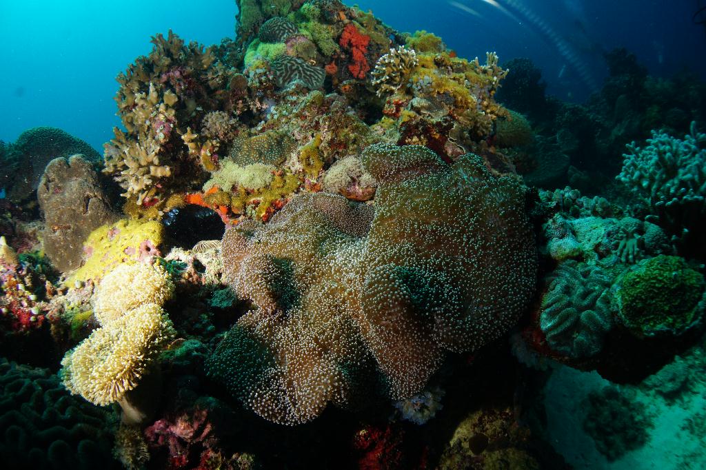 #FUN, #Coral, #Fish awareness  - *DUMAGUETE, PHL - Largahan@APO Island