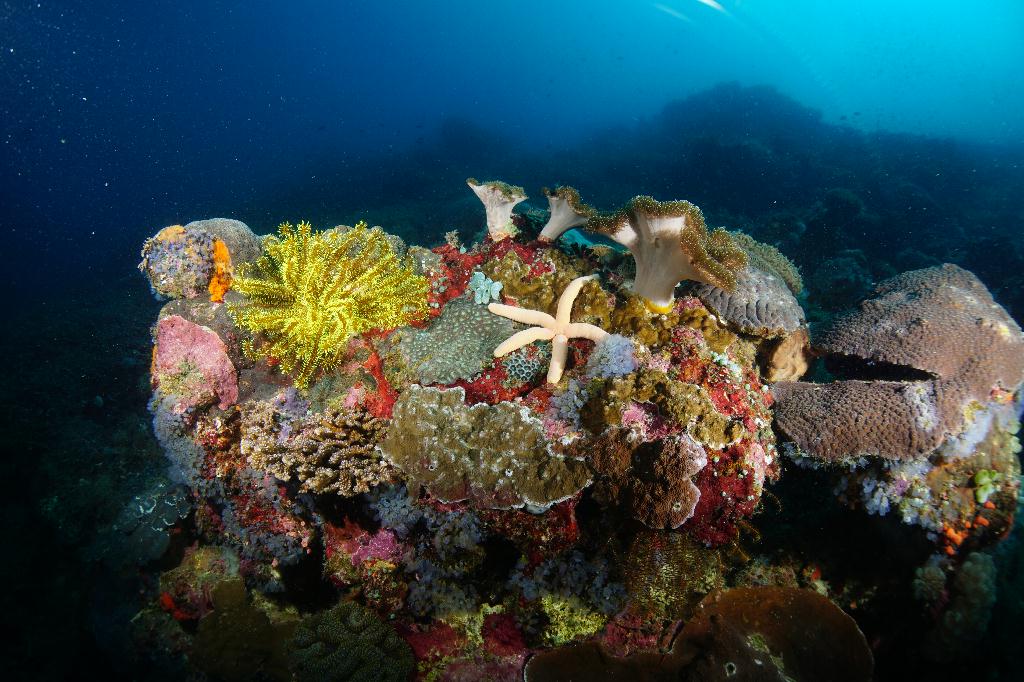 #FUN, #Coral, #Fish awareness  - *DUMAGUETE, PHL - Chapel@APO Island