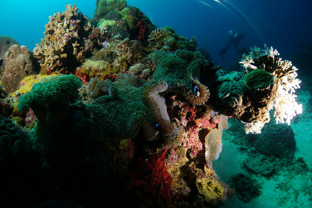 #FUN, #Coral, #Fish awareness  - *DUMAGUETE, PHL - Largahan@APO Island