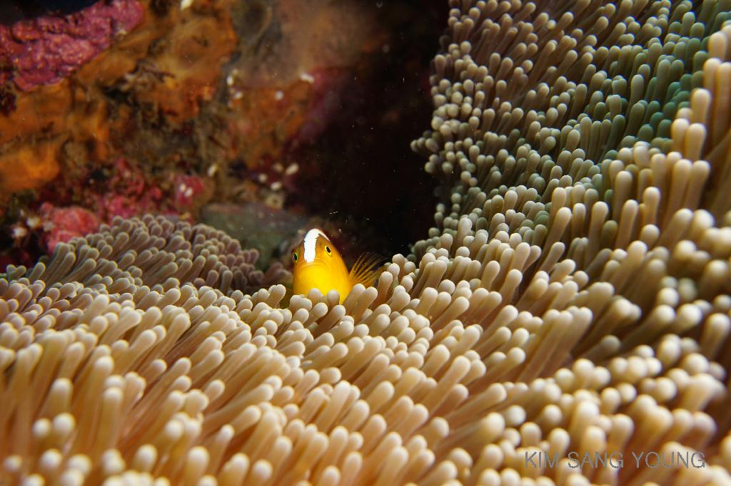 #FUN, #Coral, #Fish awareness, #Muck - *DUMAGUETE, PHL - Masaplod Sanctuary@Dauin Beach
