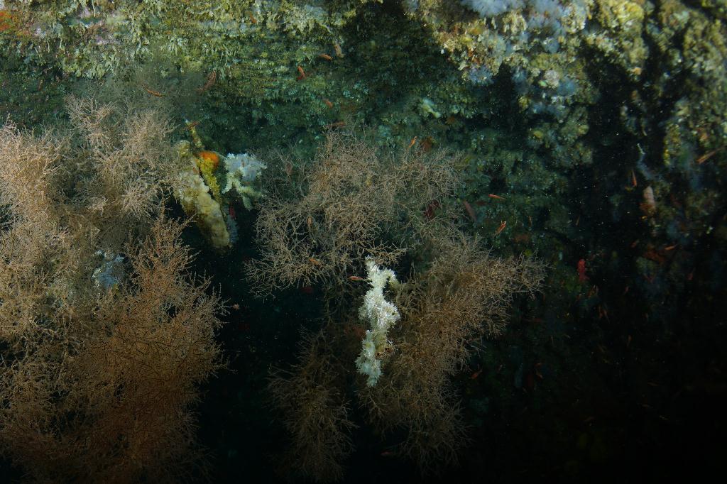 #FUN, #Coral, #Fish awareness  - *DUMAGUETE, PHL - Chapel@APO Island