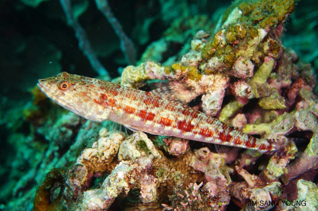#FUN, #Coral, #Fish awareness, #Muck - *DUMAGUETE, PHL - Dauin North@Dauin Beach