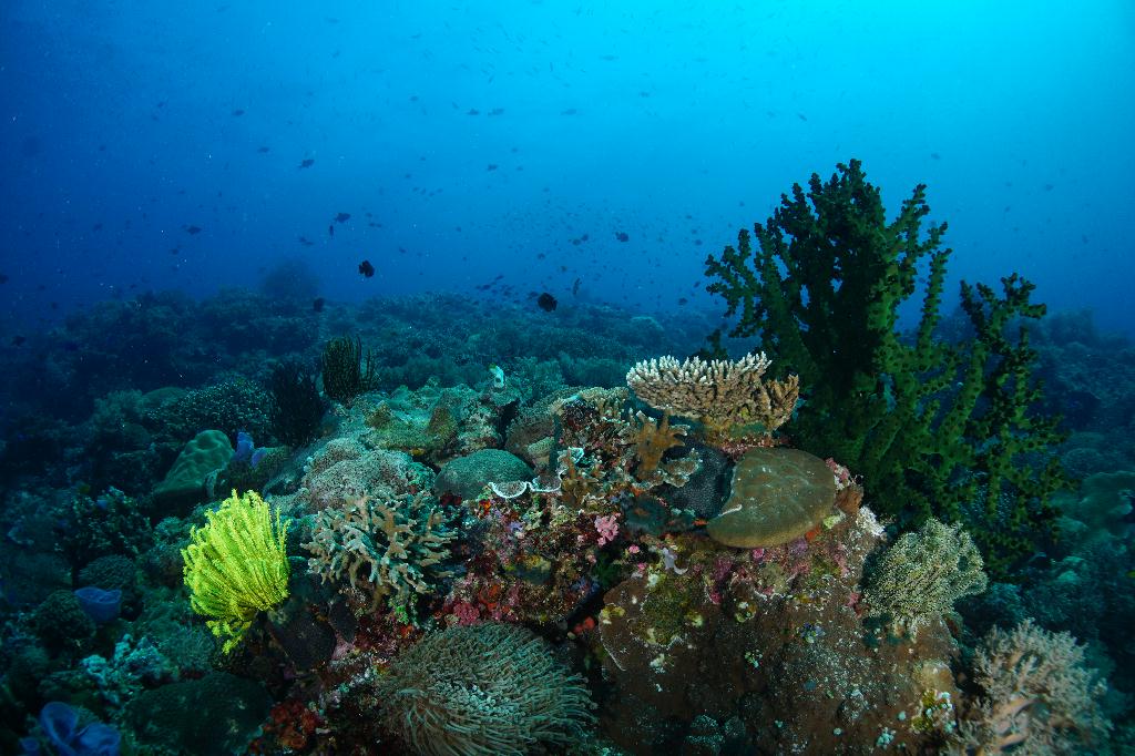 #FUN, #Coral, #Fish awareness  - *DUMAGUETE, PHL - Rock West@APO Island