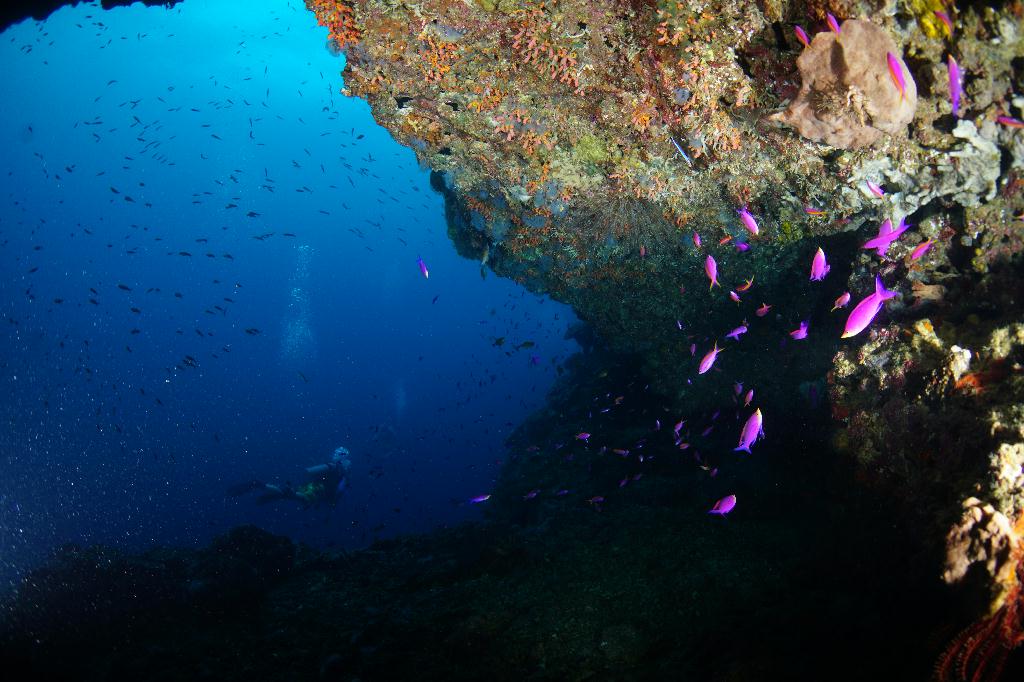 #FUN, #Coral, #Fish awareness  - *DUMAGUETE, PHL - katipanan & Chapel@APO Island